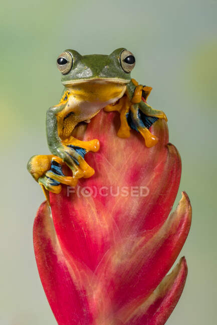 Портрет жаби на червоній квітці (Індонезія). — стокове фото