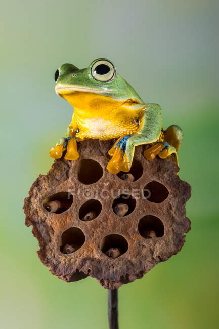 Porträt eines Frosches auf einer Lotusblume, Indonesien — Stockfoto