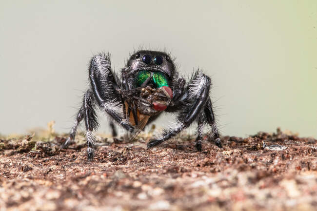 Retrato de una araña saltando comiendo, Indonesia - foto de stock