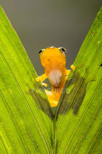Close-up of a frog on a leaf, Indonesia — Stock Photo