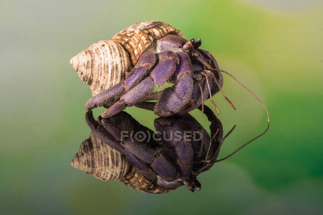 Portrait d'un crabe ermite, Indonésie — Photo de stock