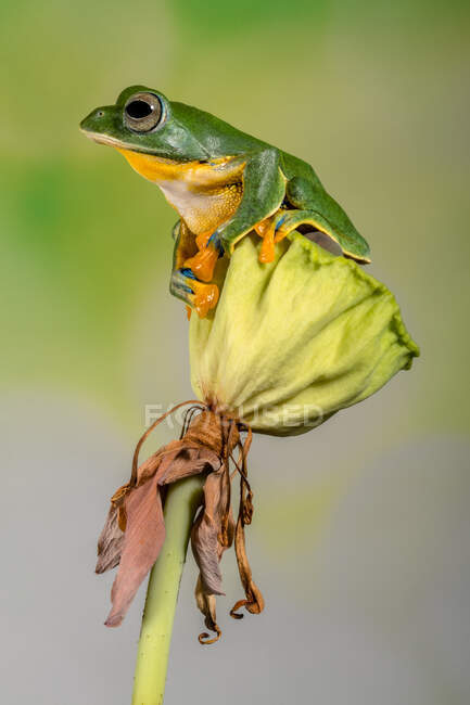 Portrait of a frog on a lotus flower, Indonesia — Stock Photo