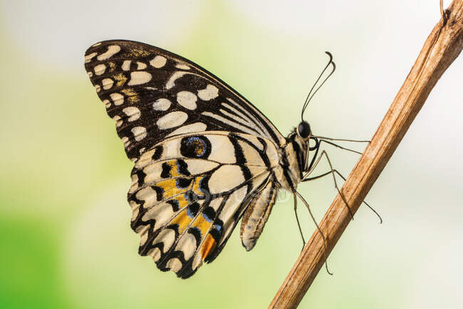 Porträt eines Schmetterlings auf einem Ast, Indonesien — Stockfoto