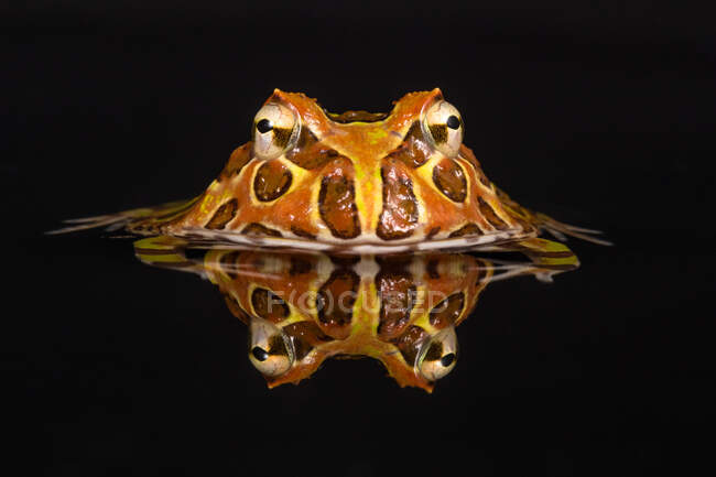 Porträt eines Schrittmacherfrosches, der im Wasser versinkt, Indonesien — Stockfoto