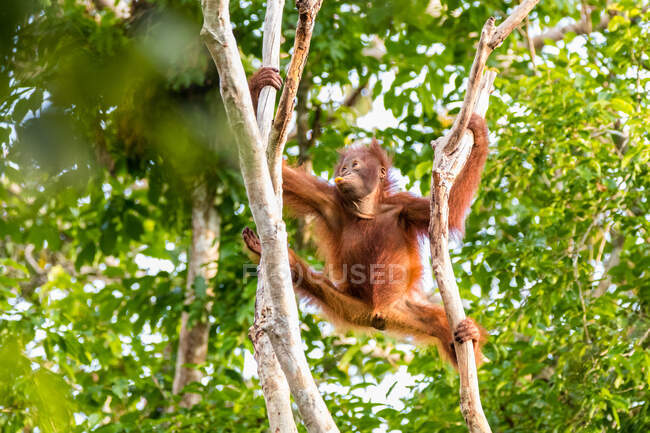 Orango neonato che scala un albero, Kalimantan, Borneo, Indonesia — Foto stock