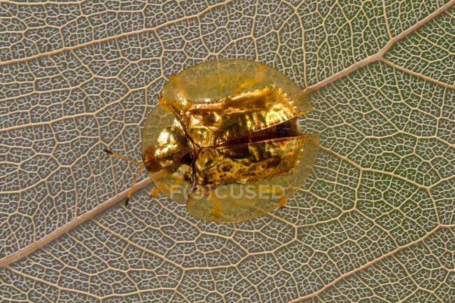 Retrato de um besouro de tartaruga dourada, Indonésia — Fotografia de Stock