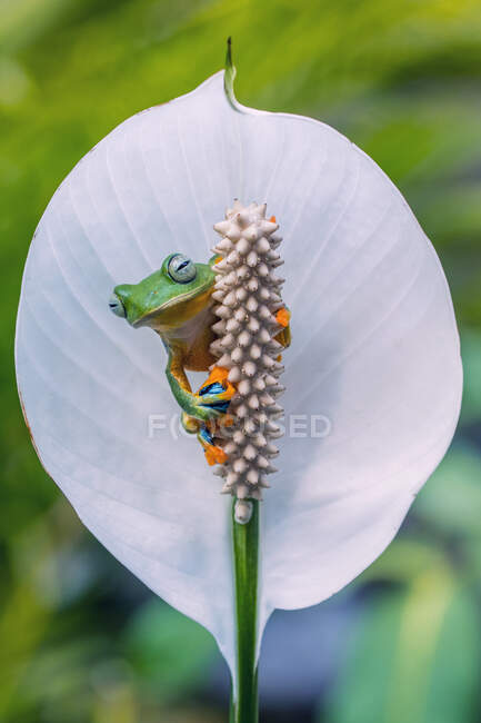 Retrato de una rana sobre una flor tropical, Indonesia - foto de stock