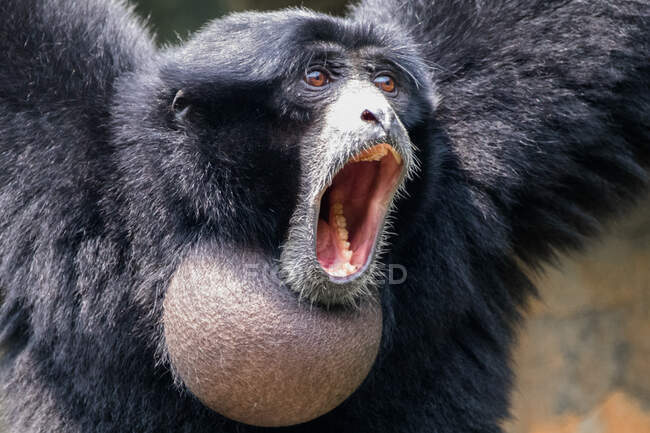 Retrato de un Siamang gritando, Indonesia - foto de stock