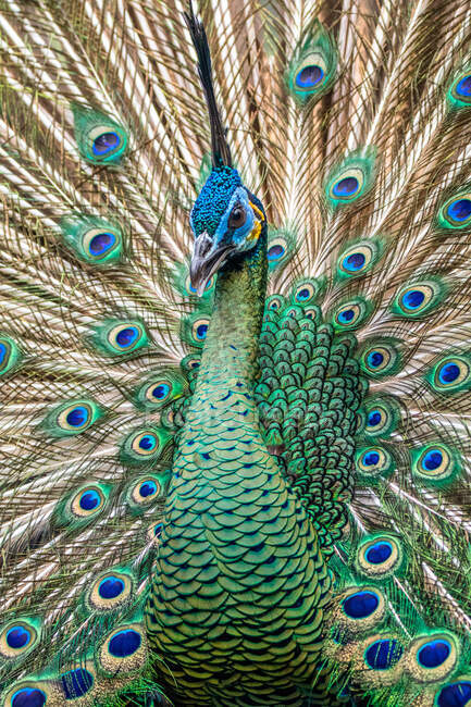 Retrato de close-up de um pavão, Indonésia — Fotografia de Stock