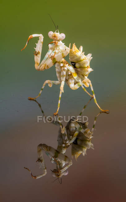 Riflessione di una mantide floreale spinosa, Indonesia — Foto stock