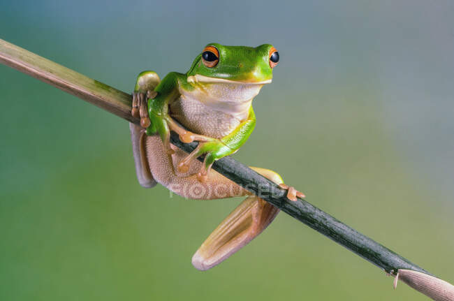 Portrait d'une grenouille à lèvres blanches sur une brindille, Indonésie — Photo de stock