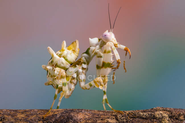 Spiny flower mantis on a branch, Indonesia — Stock Photo