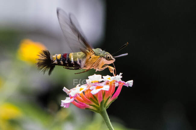 Kolibri Habicht-Motte schwebt an einer Blume, Indonesien — Stockfoto