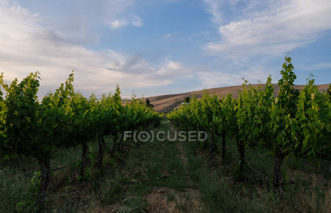 Виноград растет в винограднике, Вашингтон, США — стоковое фото