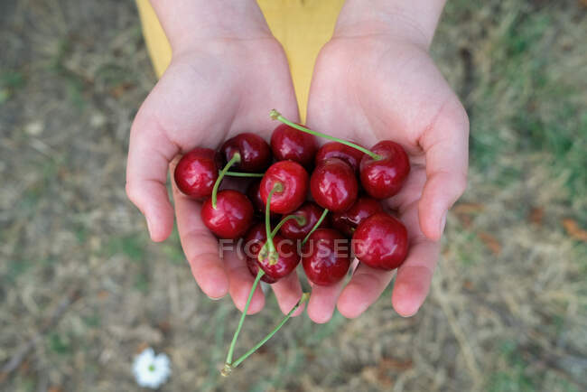 Overhead view of a child holding fresh cherries, USA — Stock Photo