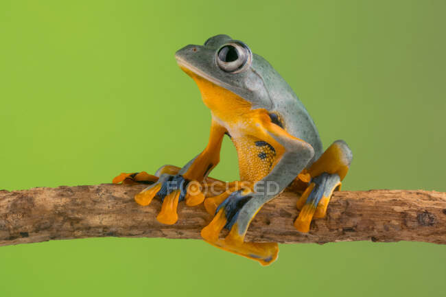 Frog sitting on a branch, Indonesia — Stock Photo