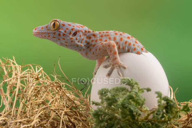 Portrait d'un bébé gecko tokay, Indonésie — Photo de stock