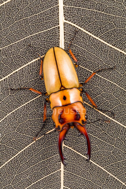 Escarabajo ciervo gigante en una hoja, Indonesia - foto de stock