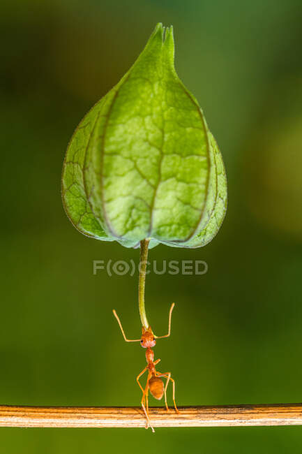 Portrait of an ant carrying a physalis, Indonesia — Stock Photo