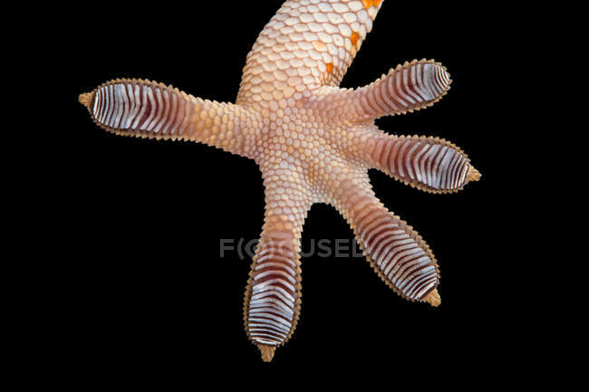 Close-up da sola de um pé gecko tokay, Indonésia — Fotografia de Stock