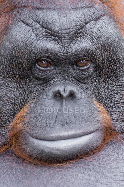 Retrato de cerca de un orangután, Kalimantan, Borneo, Indonesia - foto de stock