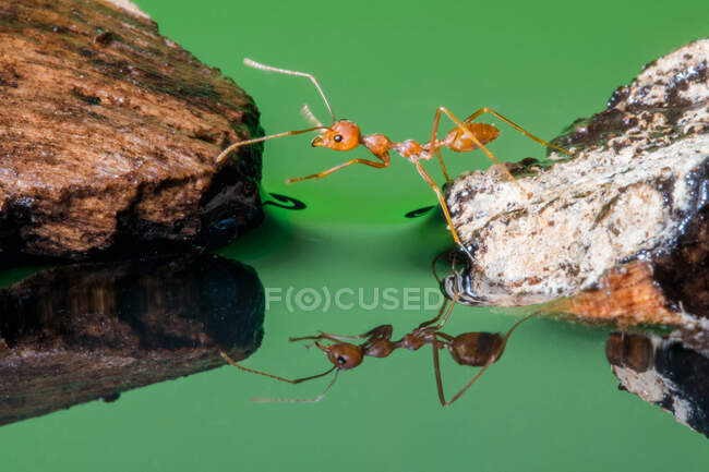 Close-up of a red ant crossing from one rock to another, Indonesia — Stock Photo