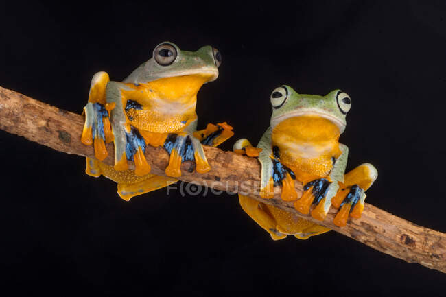 Two frogs on a branch, Indonesia — Stock Photo
