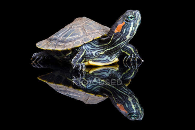Reflections of a Red Eared Slider turtle, Indonesia — Stock Photo