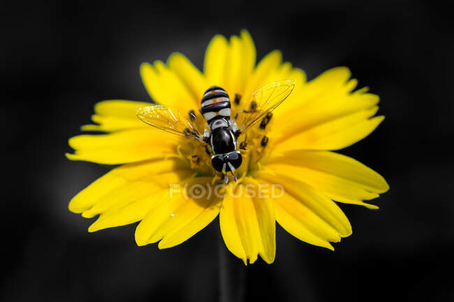 Close-up de uma abelha em uma flor amarela, Indonésia — Fotografia de Stock