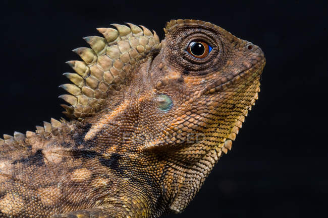 Retrato de un lagarto forestal, Indonesia - foto de stock