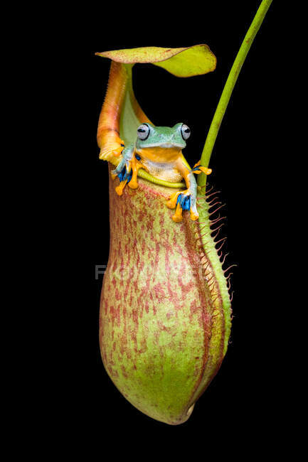Frosch sitzt in einer tropischen Kannenpflanze, Indonesien — Stockfoto