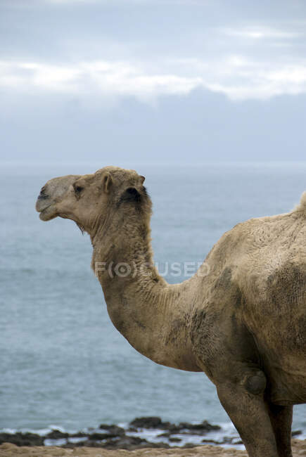 Portrait d'un chameau debout au bord de la mer, Parc national Souss-Massa, Maroc — Photo de stock