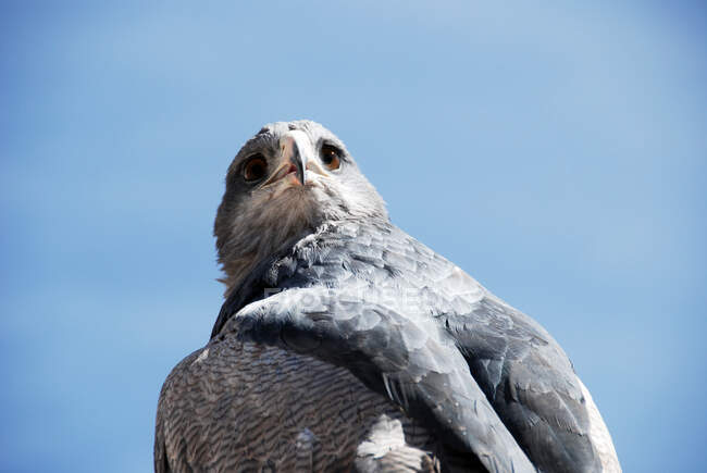 Retrato de un águila, Cañón del Colca, Perú - foto de stock