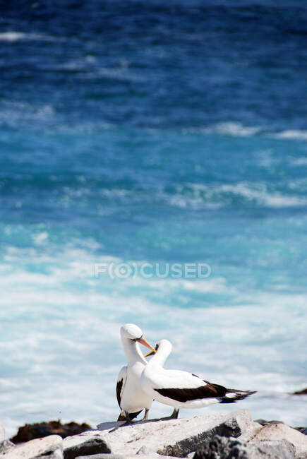 Two Masked Boobys standing on rocks preening each other, Galapagos Islands, Ecuador — Stock Photo
