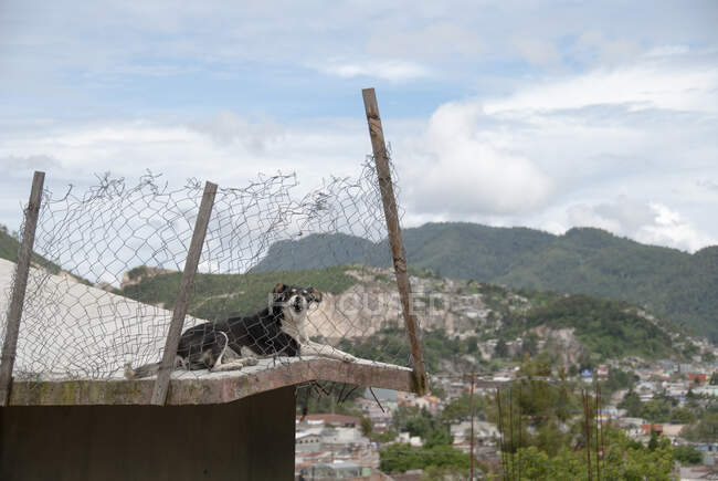 Cane arrabbiato ringhiando su un edificio abbandonato in una favela, Messico — Foto stock