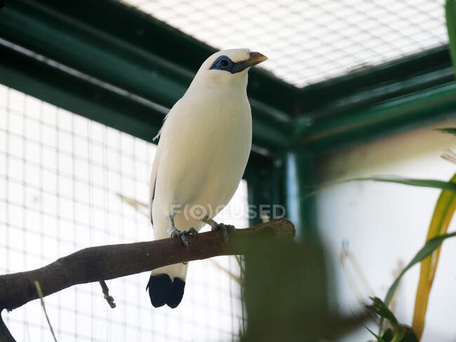 Bali Myna in a cage, Indonesia — Stock Photo