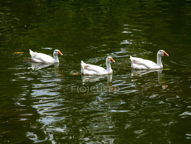 Three ducks swimming in a river, Indonesia — Stock Photo