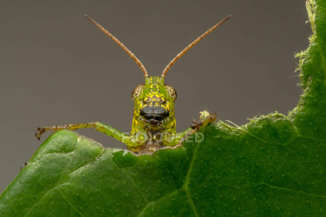 Nahaufnahme einer Heuschrecke auf einem Blatt, Indonesien — Stockfoto
