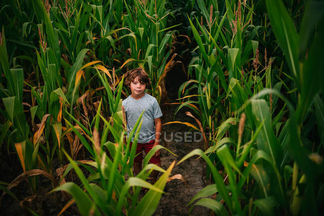 Garçon debout dans un champ de maïs, États-Unis — Photo de stock
