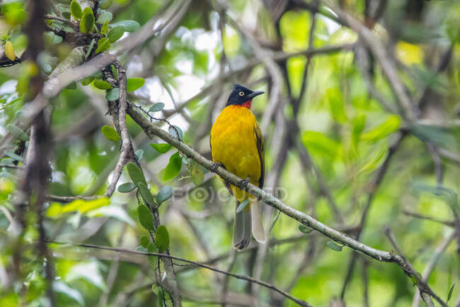 Finch dourado em um ramo, Indonésia — Fotografia de Stock