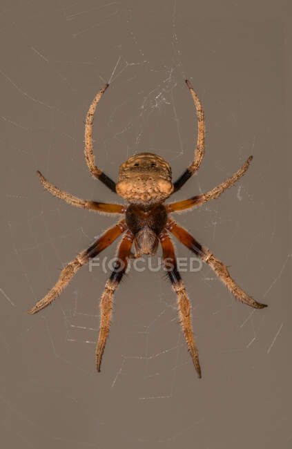 Primer plano de una araña en una tela de araña, Indonesia - foto de stock