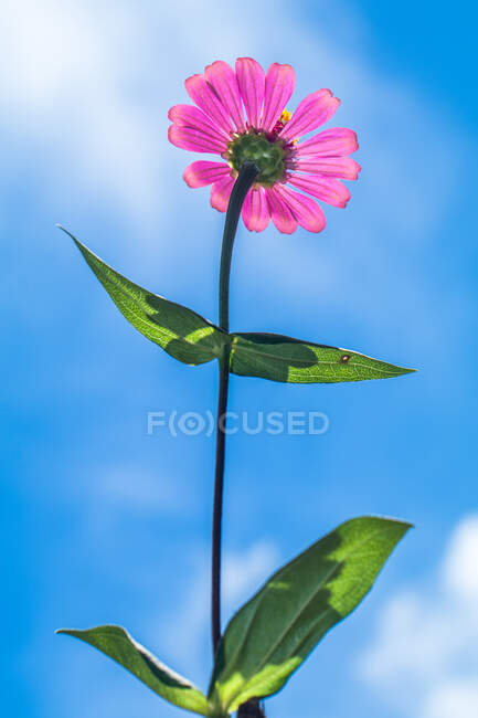 Close-up of a pink daisy, Indonesia — Stock Photo