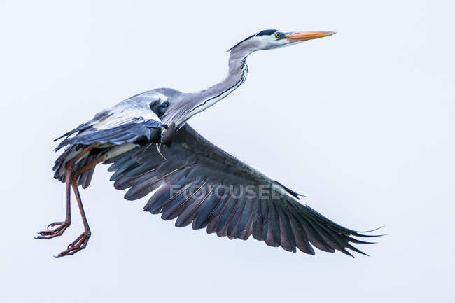 Portrait of a stork in flight, Indonesia — Stock Photo