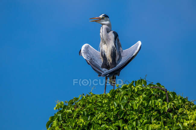 Porträt eines Storchs auf einem Baum, Indonesien — Stockfoto