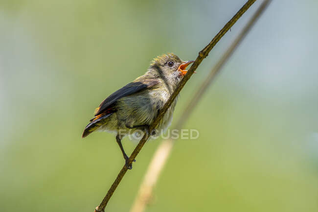Ritratto di uccello su un ramo, Indonesia — Foto stock