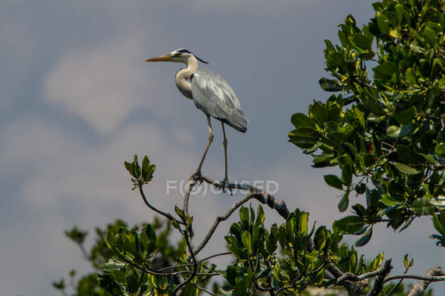 Heron perched in a tree, Indonesia — Stock Photo