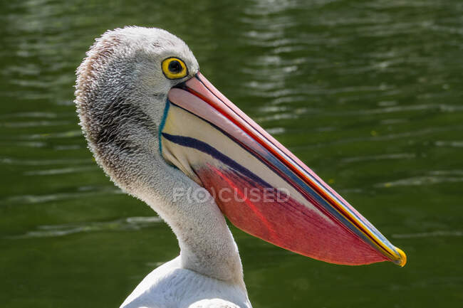 Close-up de uma cabeça pelicano, Indonésia — Fotografia de Stock