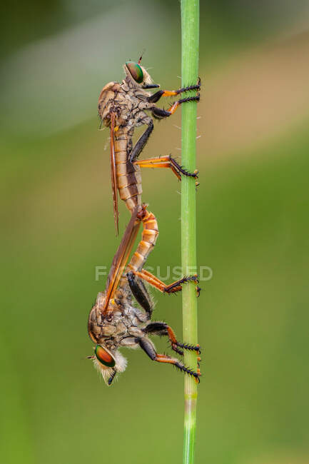 Two robberflies mating, Indonesia — Stock Photo