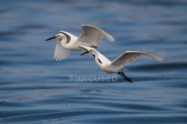 Two herons in flight, Indonesia — Stock Photo