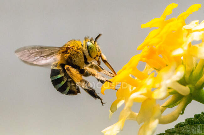 L'abeille pollinise une fleur, Indonésie — Photo de stock